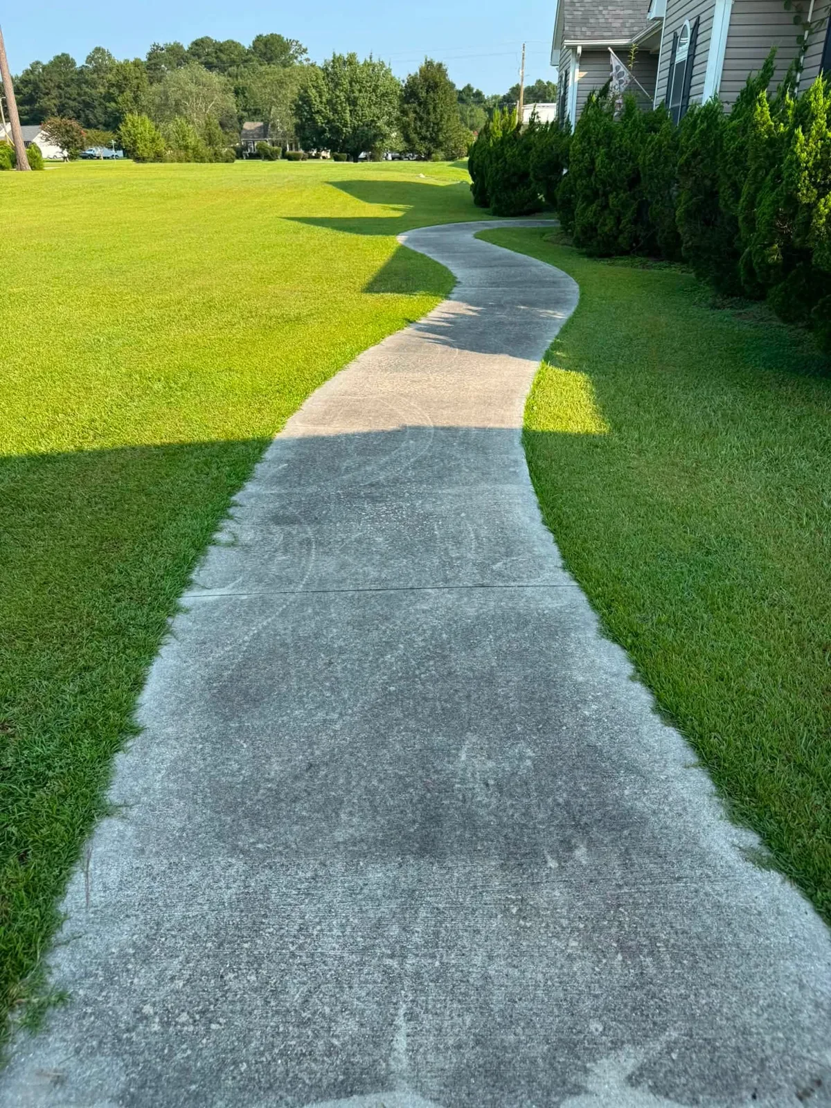 Algae-stained curved concrete walkway before cleaning